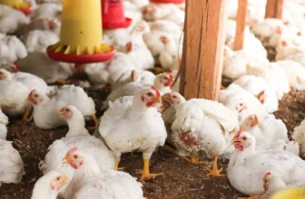 Chicken Prices Surge Across Punjab Amid Rising Costs of Essential Commodities
