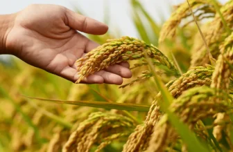 Pakistan boosts agricultural exports with record rice revenues and tractor trade
