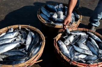 Pakistan Seafood Exports to Vietnam Jump 20% as Halal Trade Cooperation Deepens