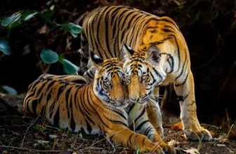 Tiger and Two Cubs Spotted in Gulberg Greens, Residents Told to Stay Indoors